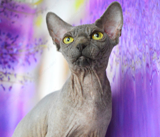 Canadian Sphynx Kitten "CSf-023"