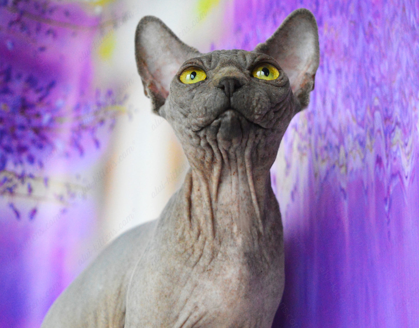 Canadian Sphynx Kitten "CSf-023"