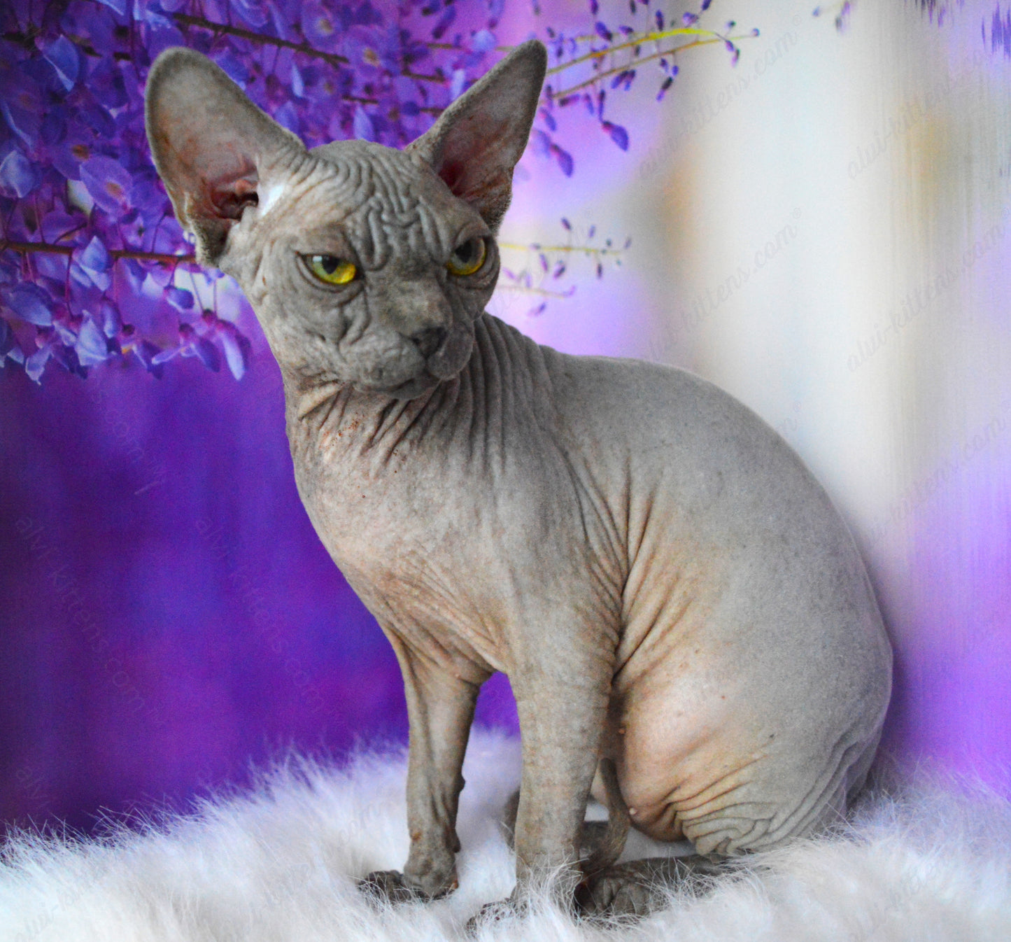 Canadian Sphynx Kitten "CSf-023"
