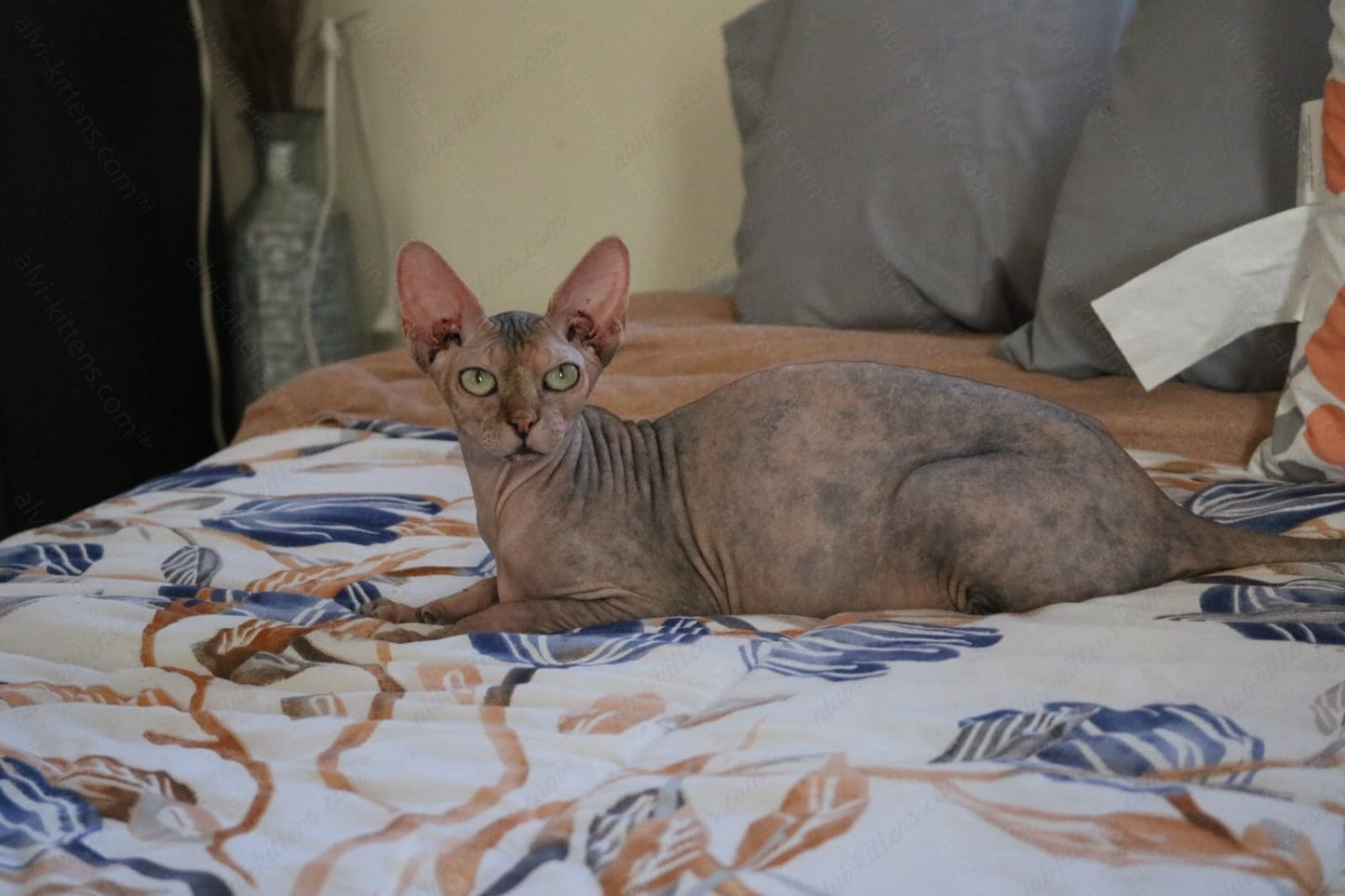 Canadian Sphynx Cat "CSf-017" Available NOW in Connecticut