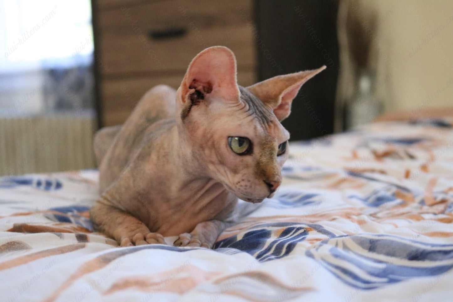 Canadian Sphynx Cat "CSf-017" Available NOW in Connecticut