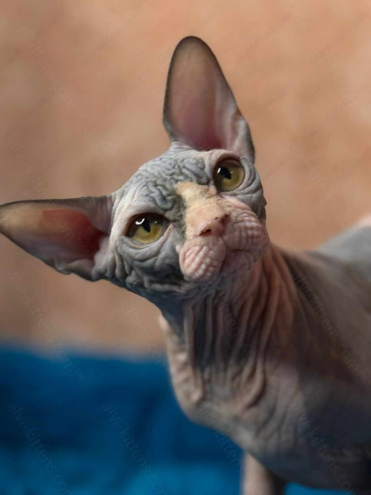 Canadian Sphynx Kitten "Kuzma"