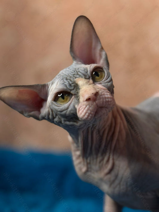 Canadian Sphynx Kitten "Kuzma"