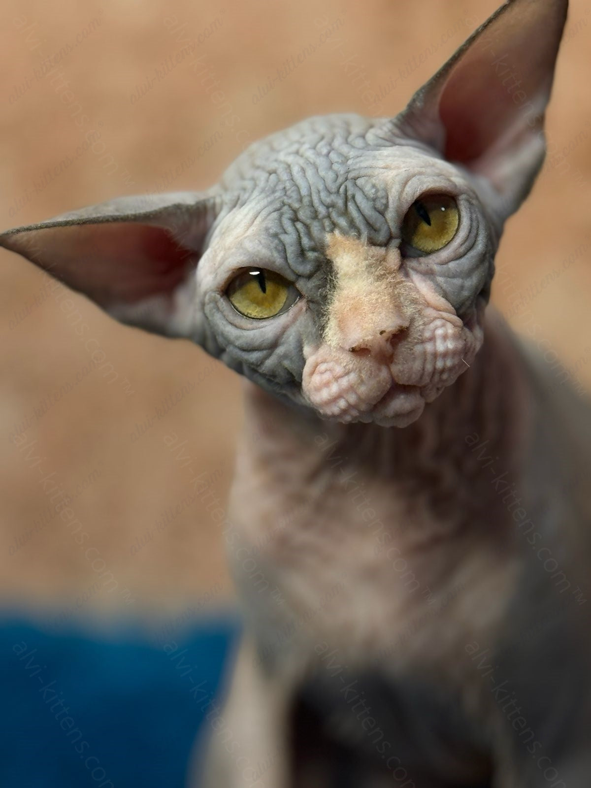 Canadian Sphynx Kitten "Kuzma"