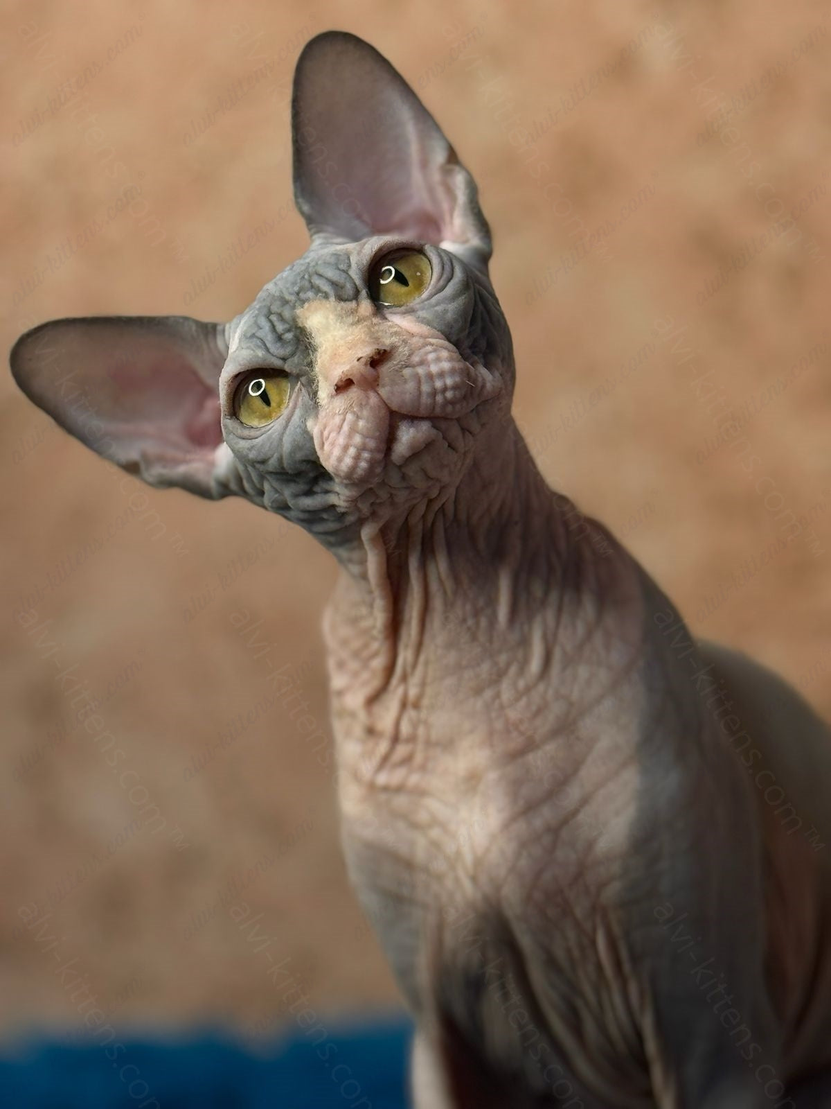 Canadian Sphynx Kitten "Kuzma"