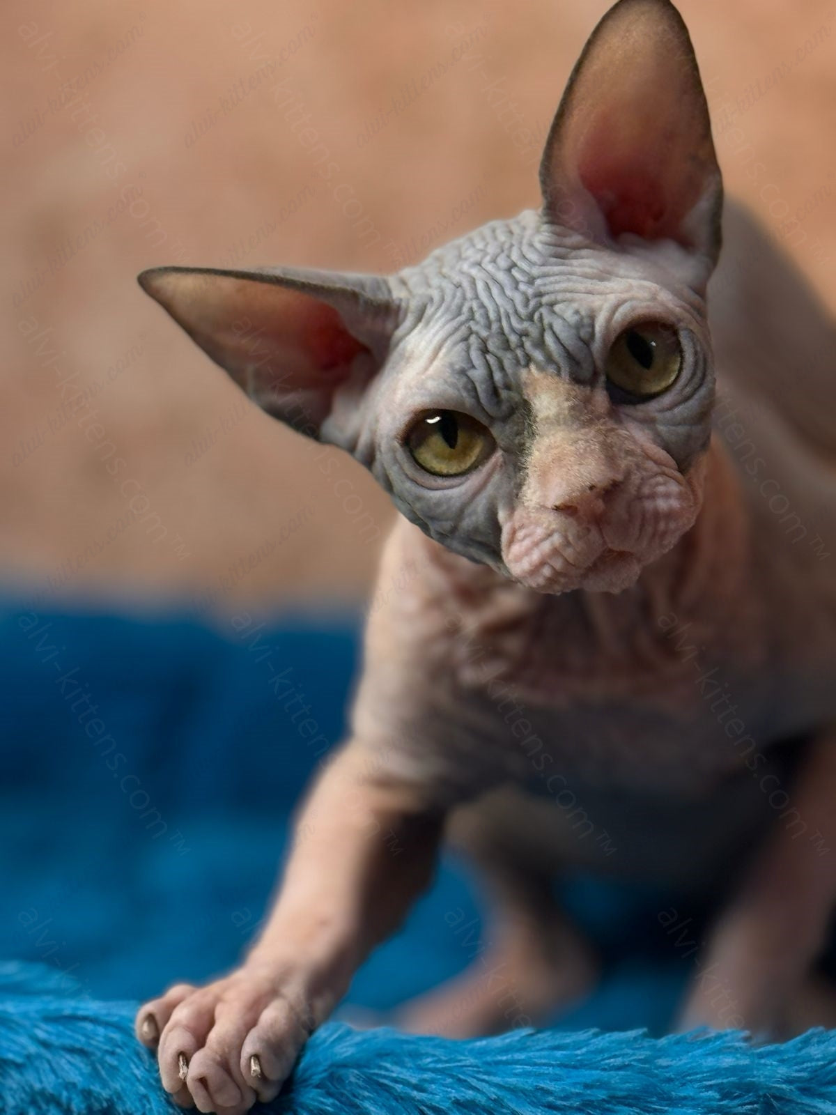 Canadian Sphynx Kitten "Kuzma"