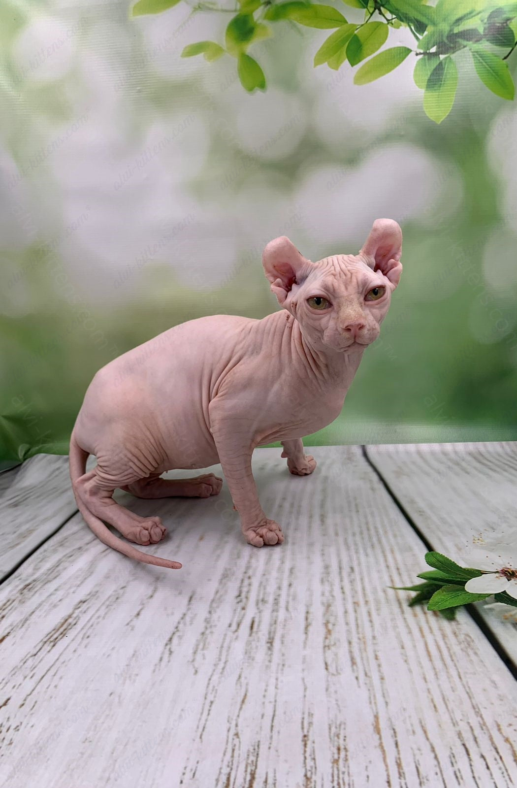 Elf Kitten Name "Ef-005"