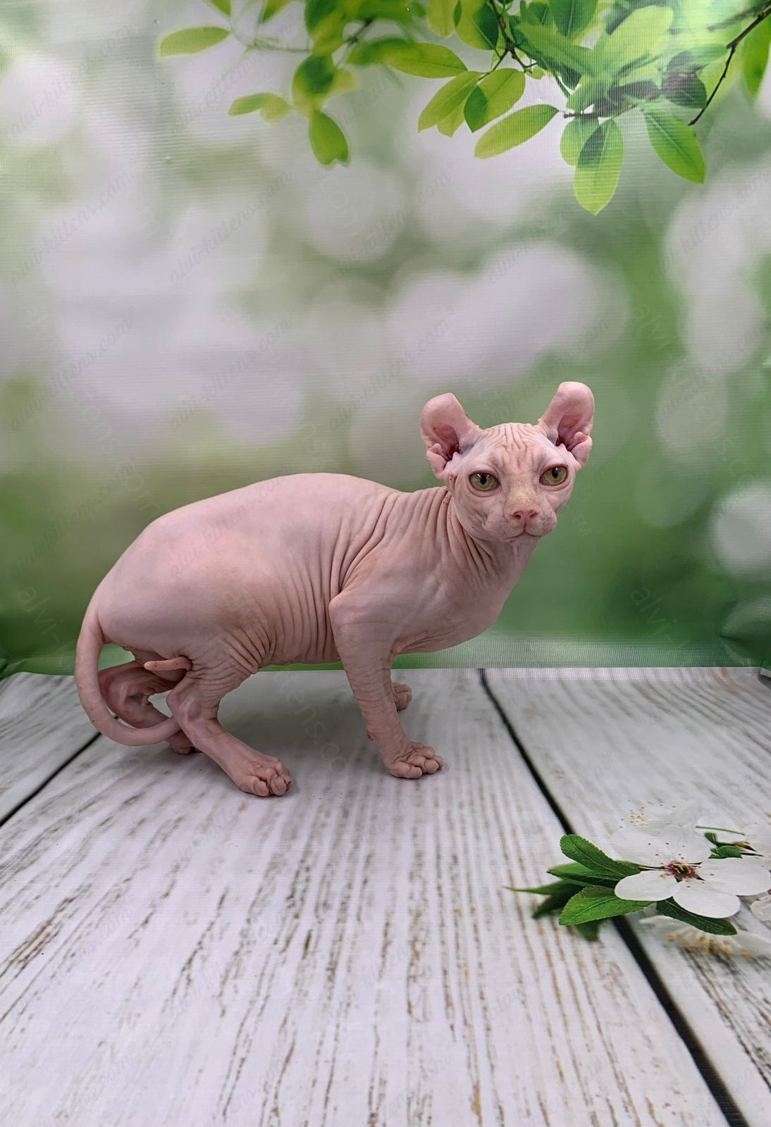 Elf Kitten Name "Ef-005"