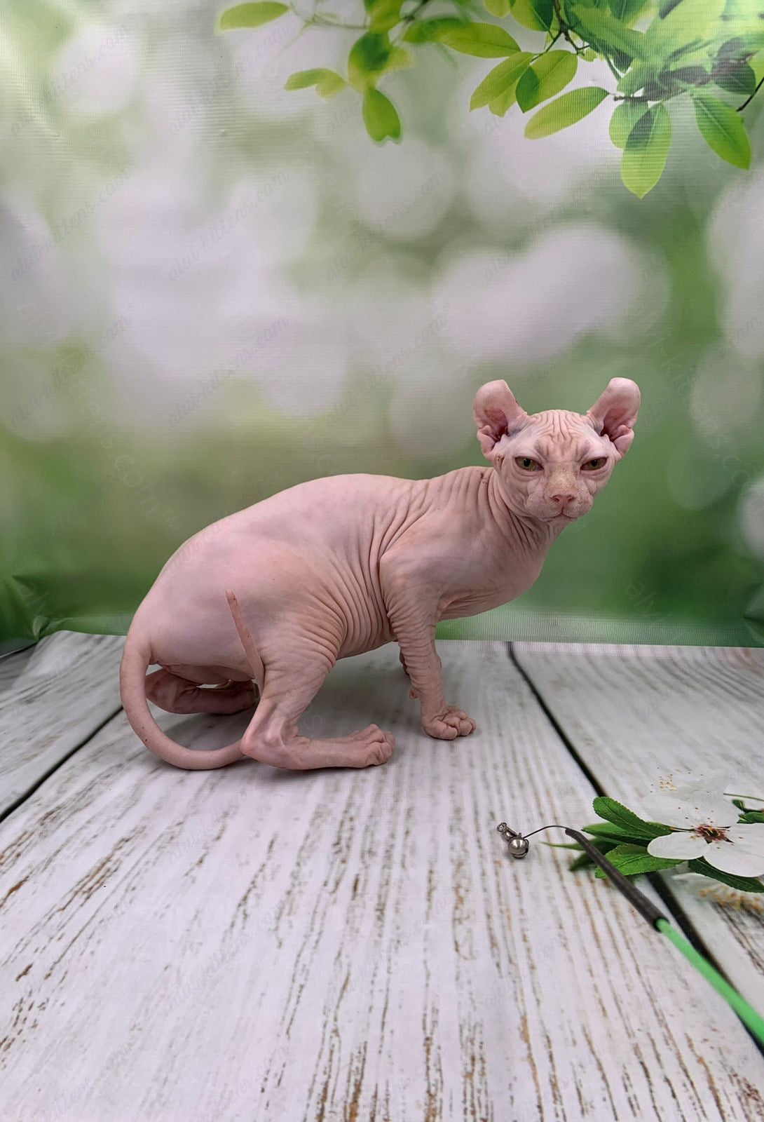 Elf Kitten Name "Ef-005"
