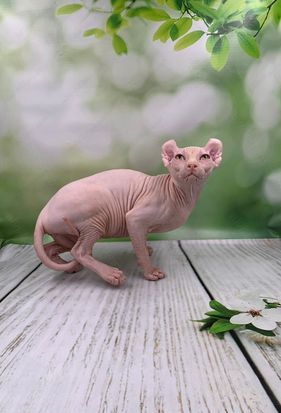 Elf Kitten Name "Ef-005"