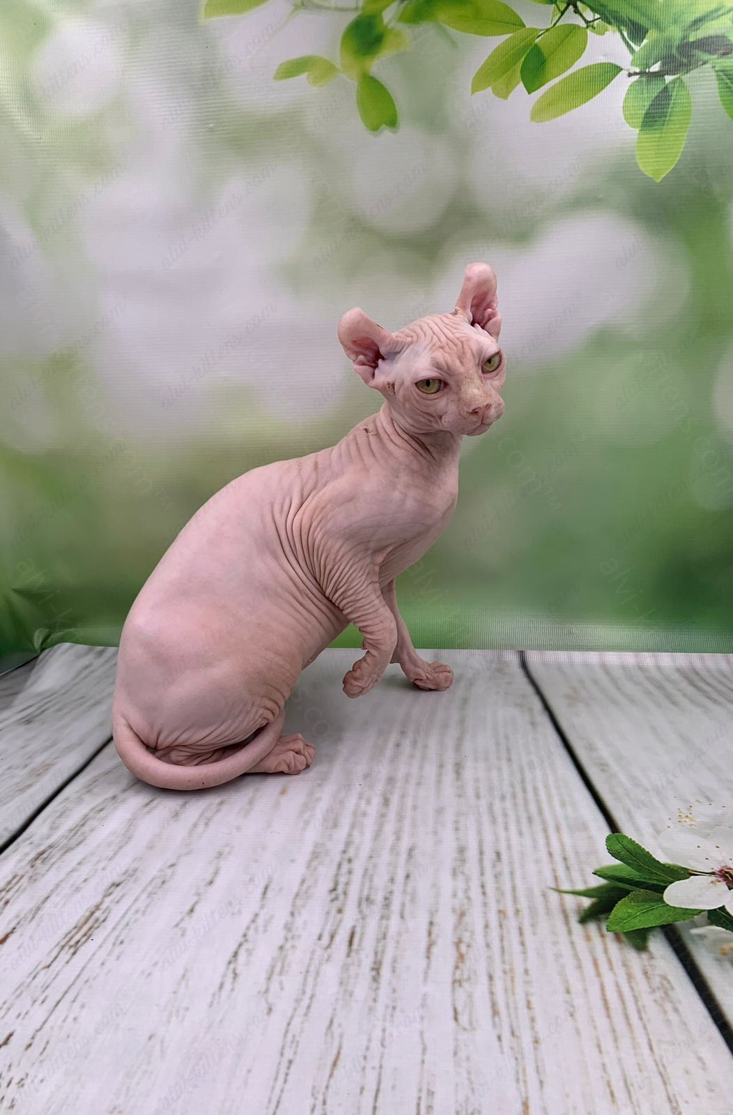 Elf Kitten Name "Ef-005"