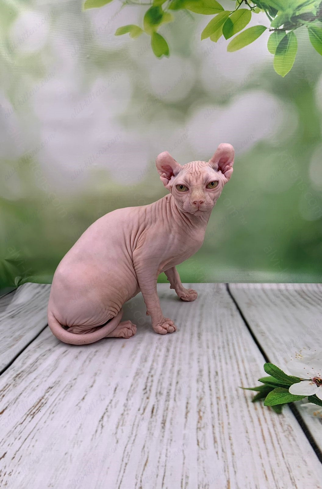 Elf Kitten Name "Ef-005"