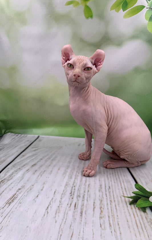 Elf Kitten Name "Ef-005"
