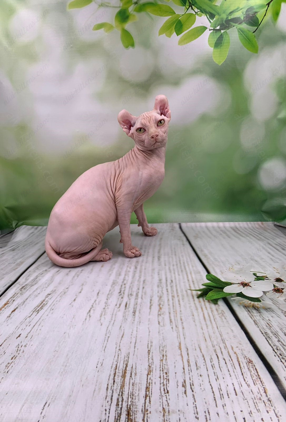 Elf Kitten Name "Ef-005"