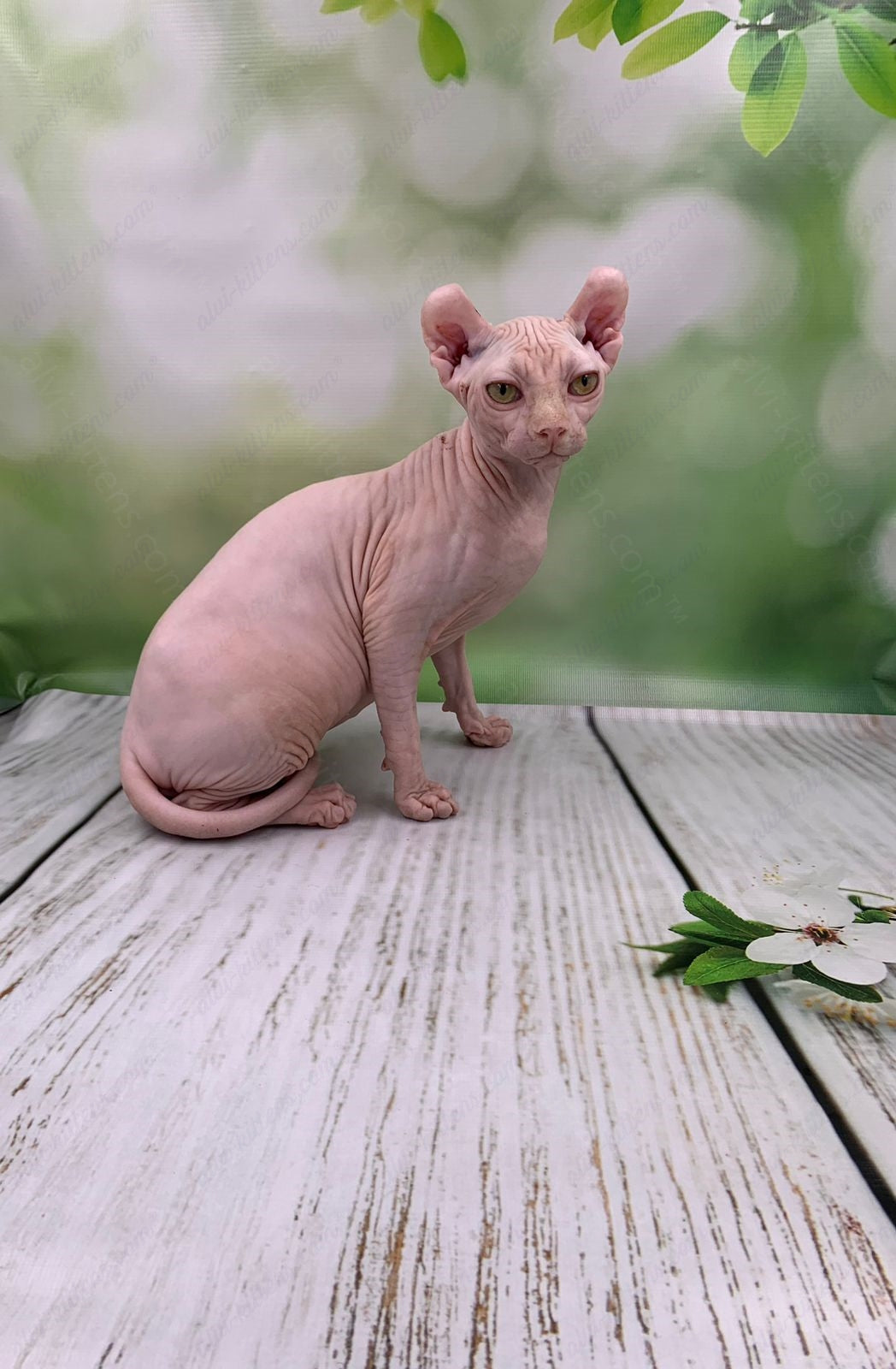 Elf Kitten Name "Ef-005"
