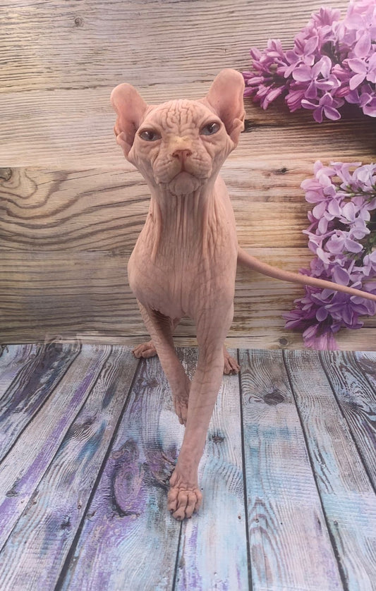 Elf  Kitten Name "Ef-006"