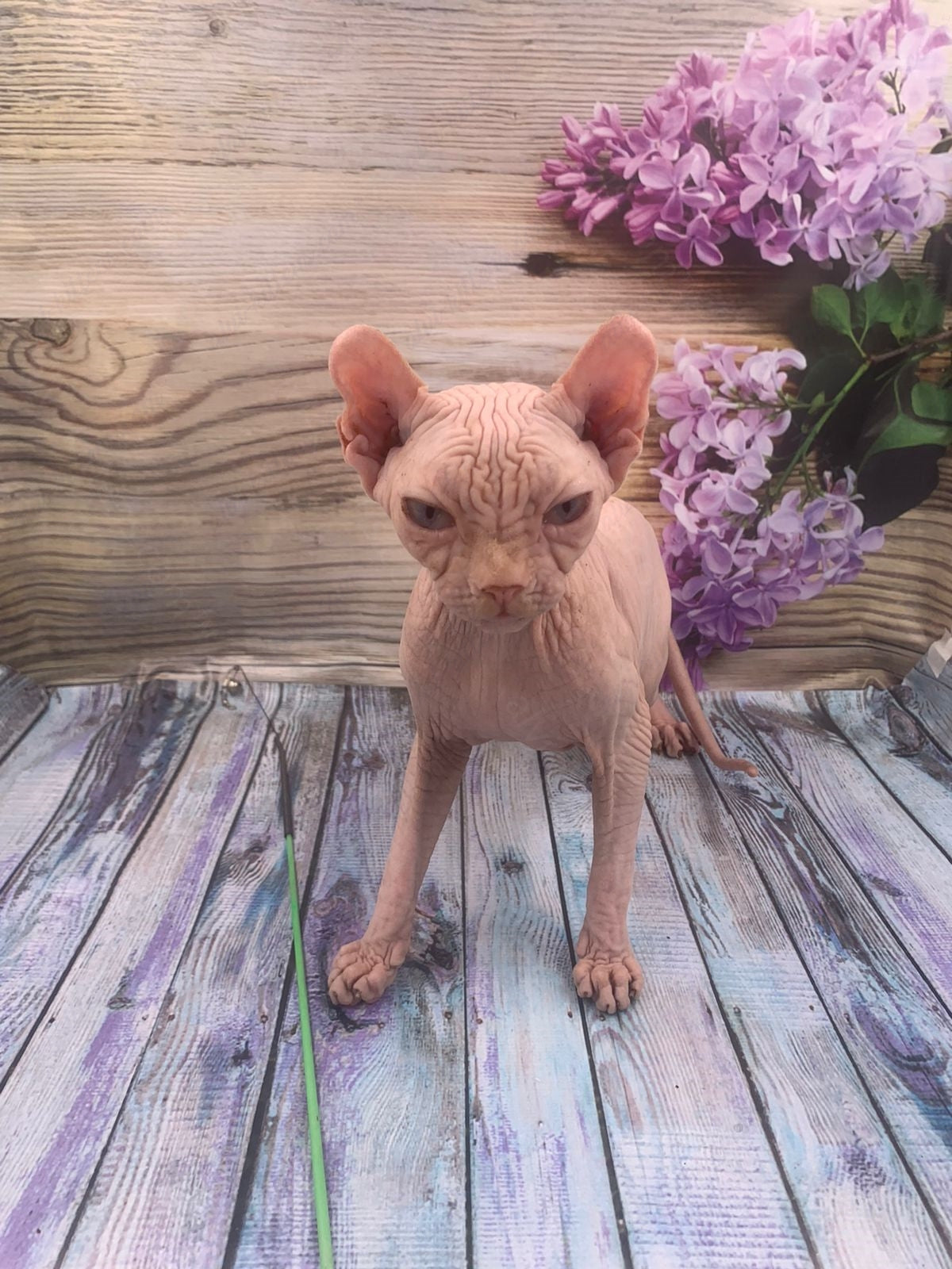 Elf Kitten Name "Ef-006"