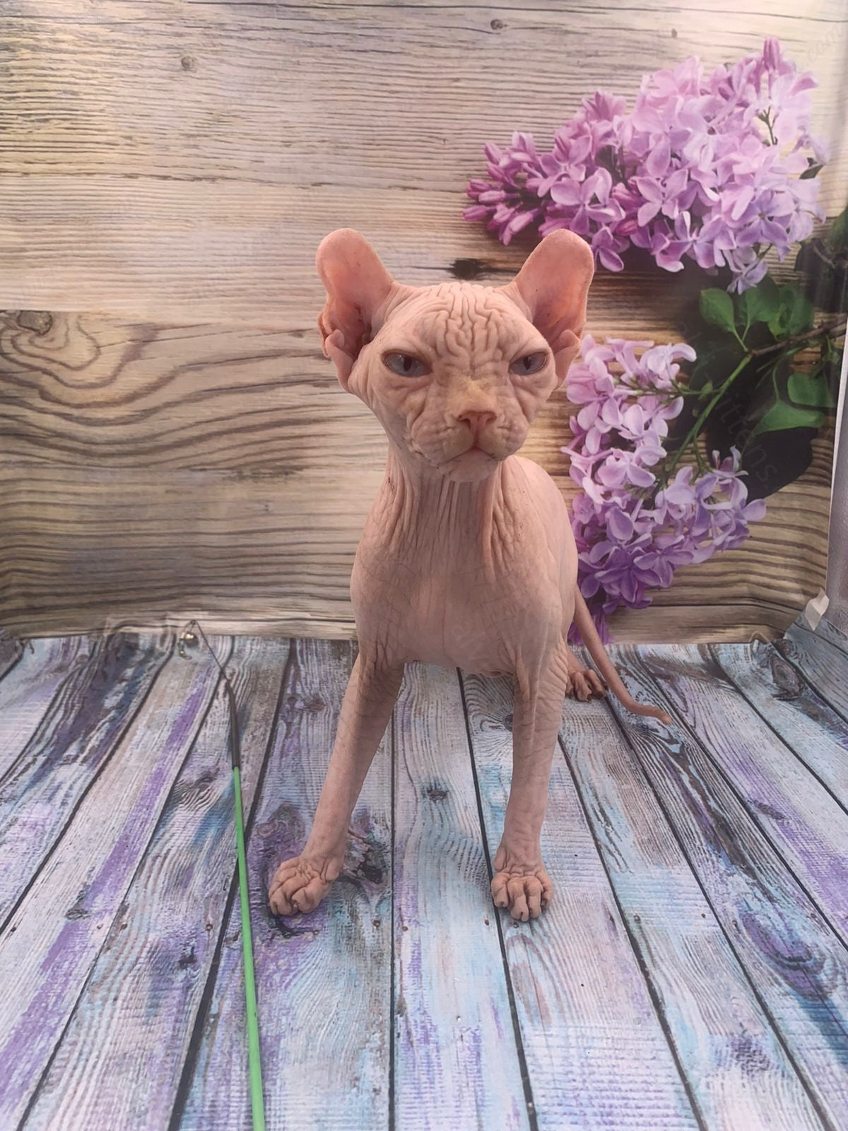 Elf Kitten Name "Ef-006"