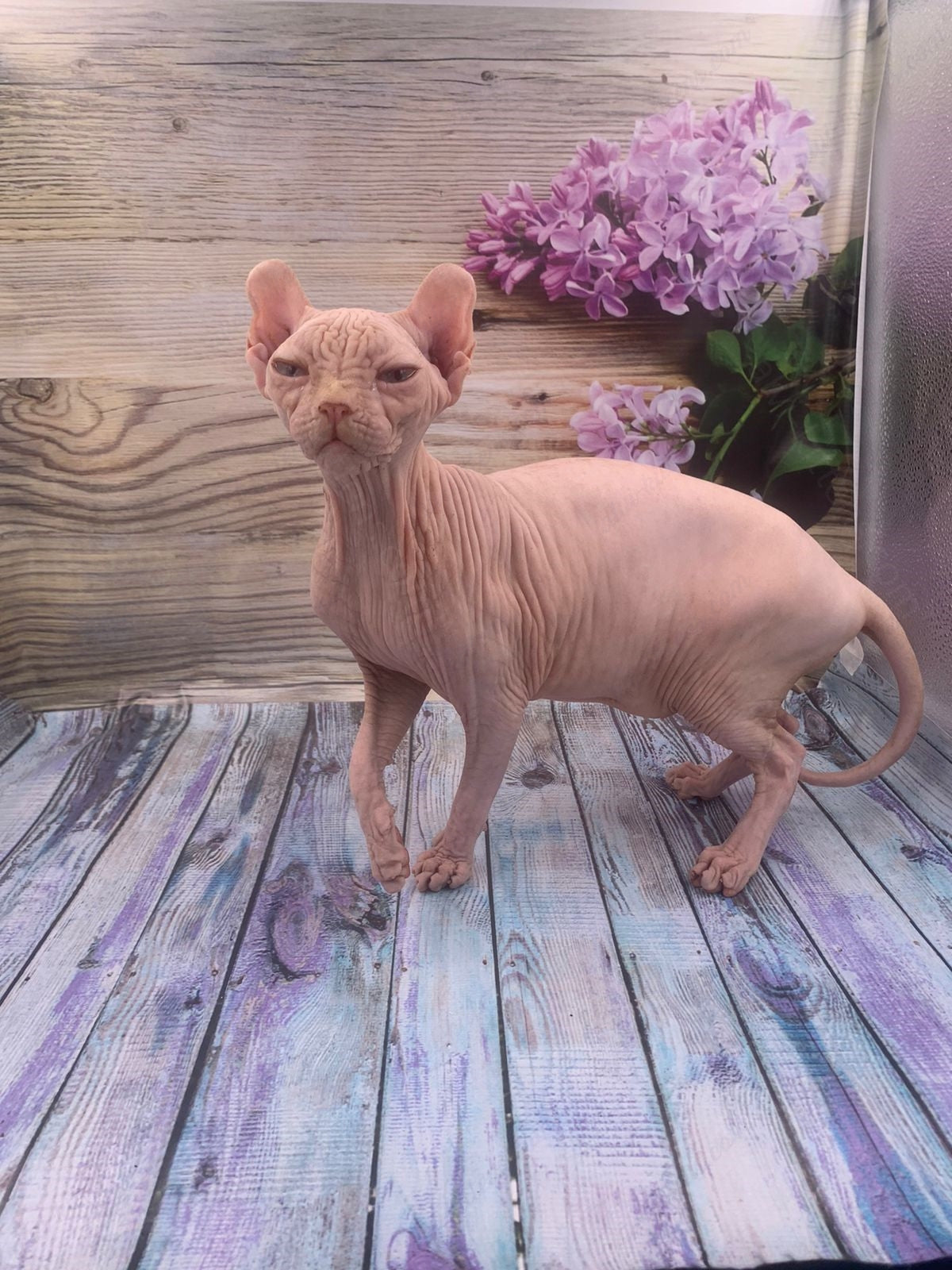 Elf Kitten Name "Ef-006"