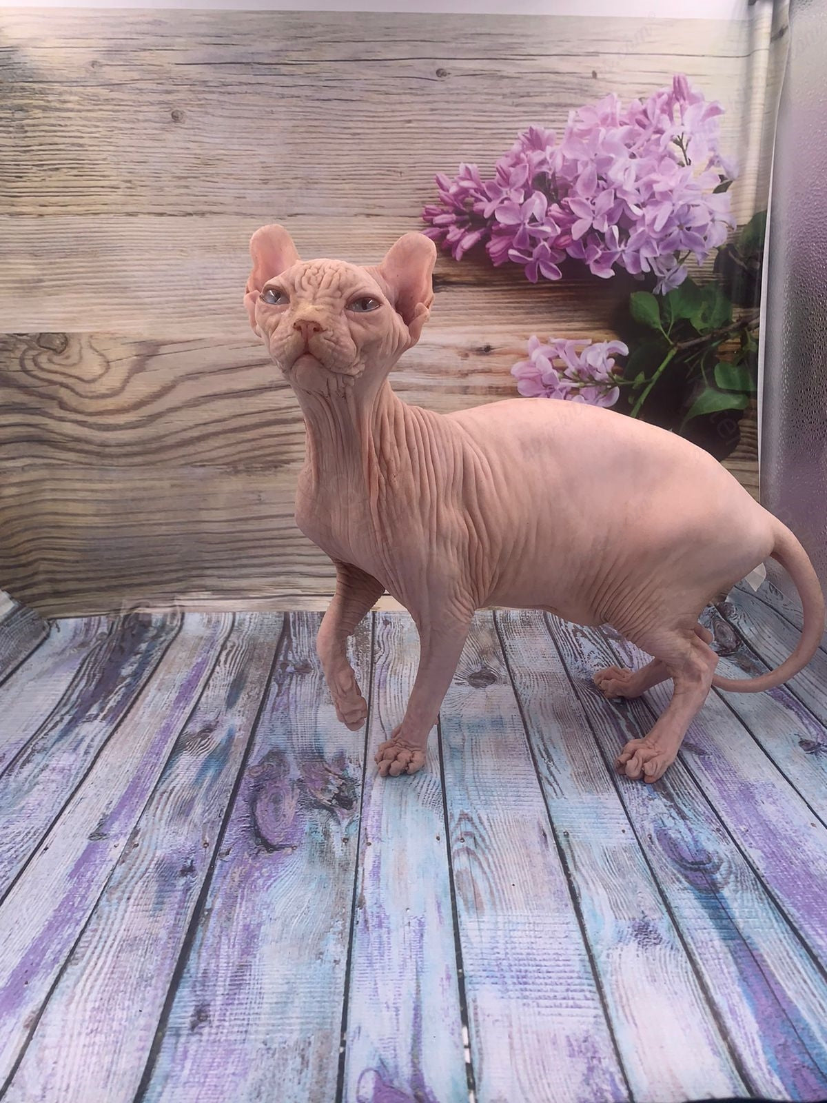 Elf Kitten Name "Ef-006"