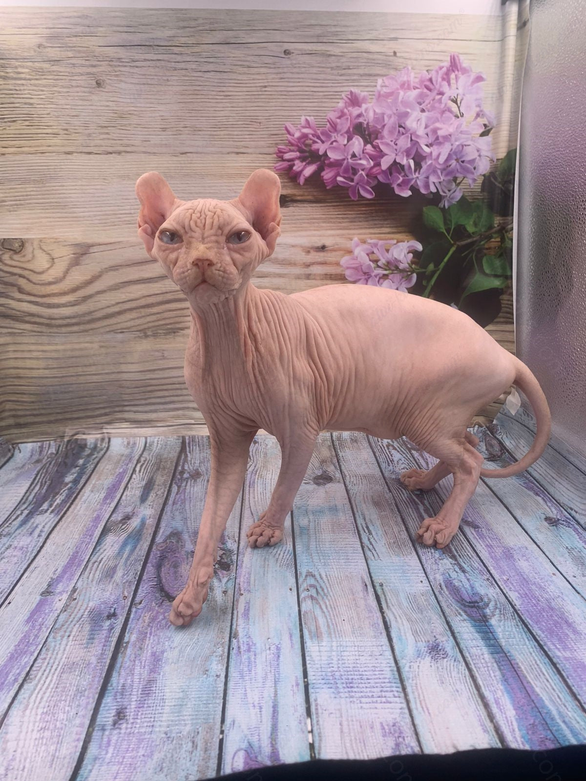 Elf Kitten Name "Ef-006"