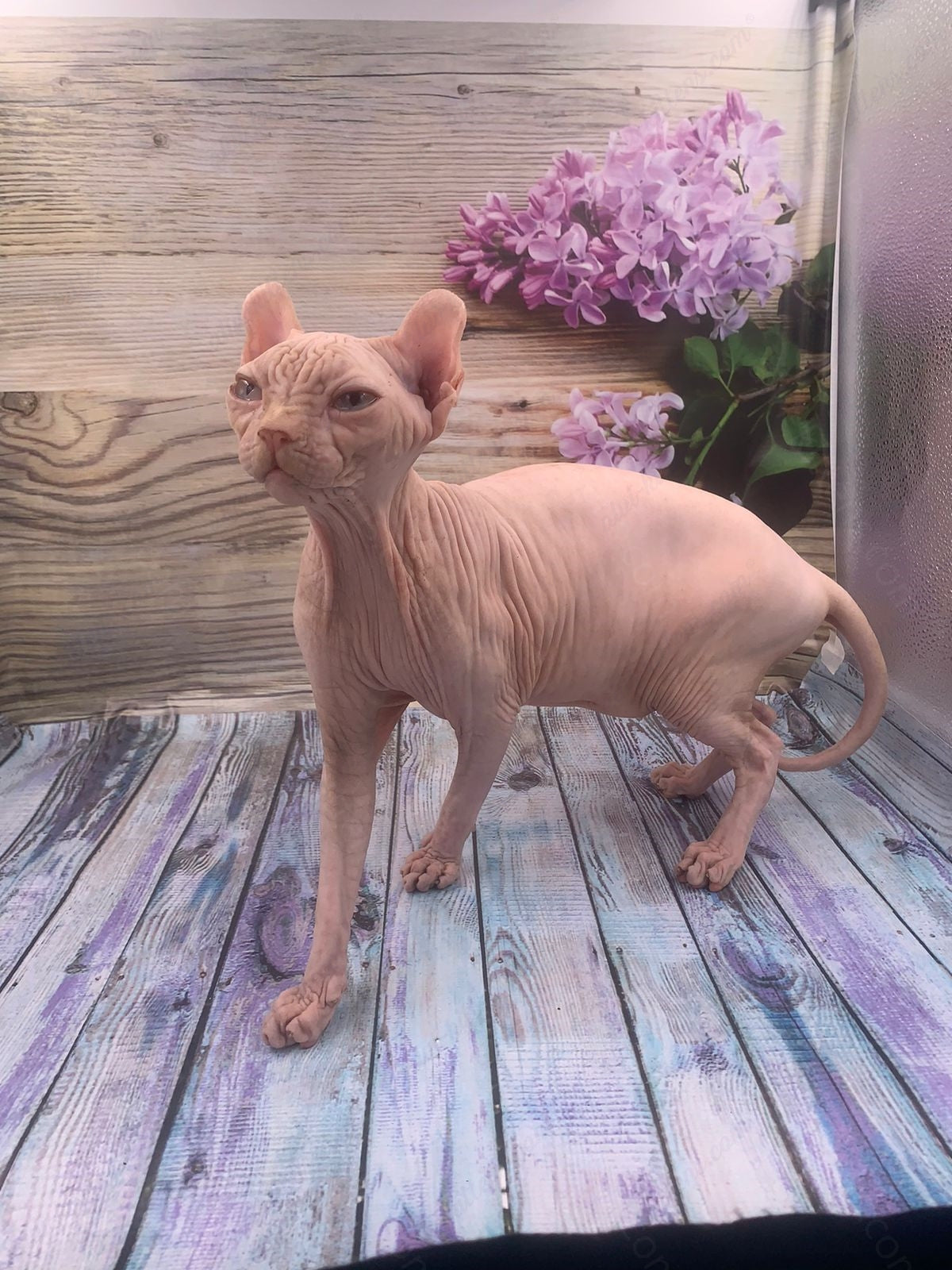 Elf Kitten Name "Ef-006"