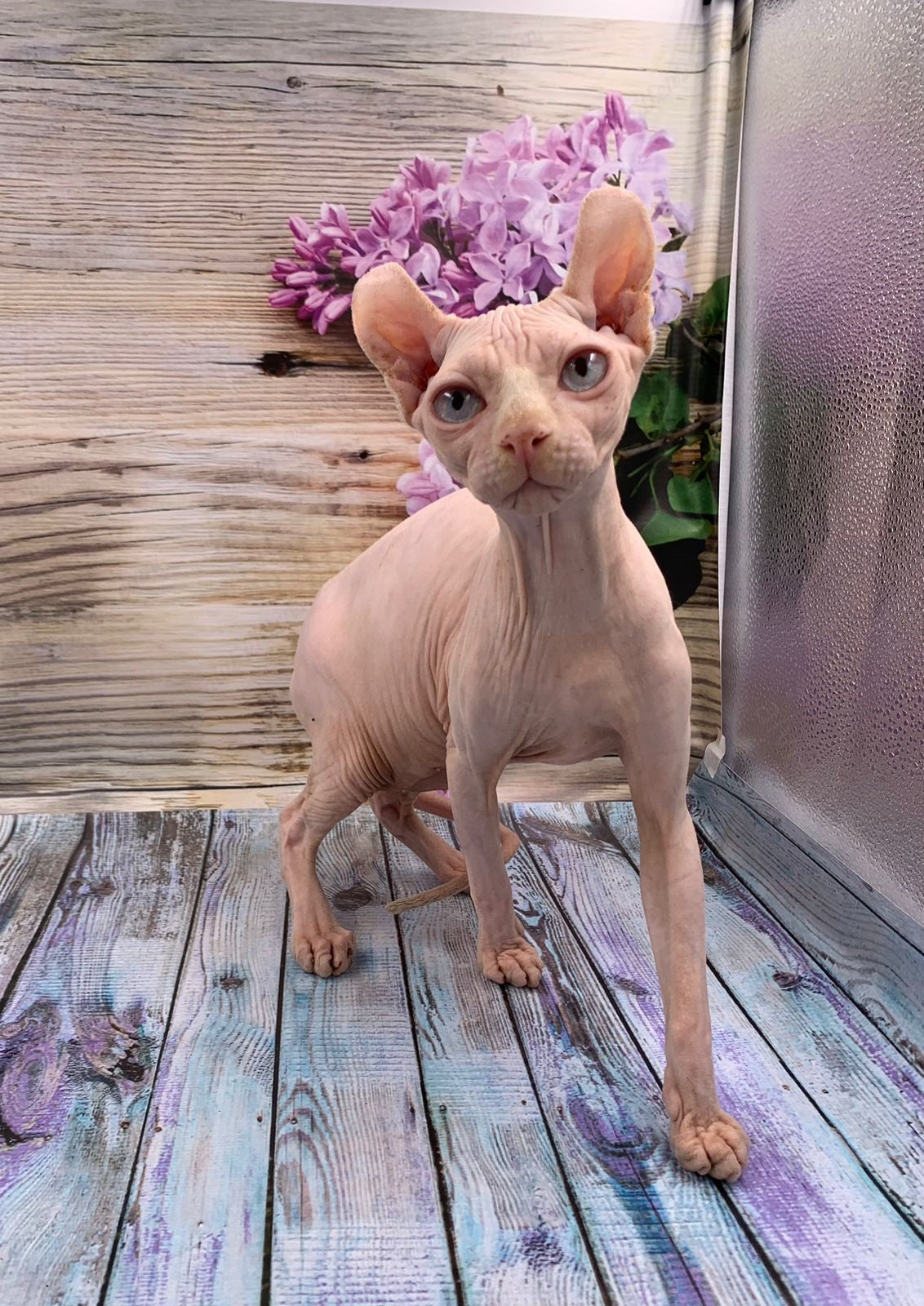 Elf Kitten Name "Ef-007"