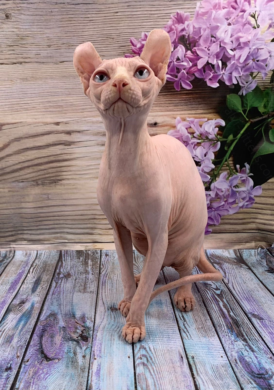 Elf Kitten Name "Ef-007"