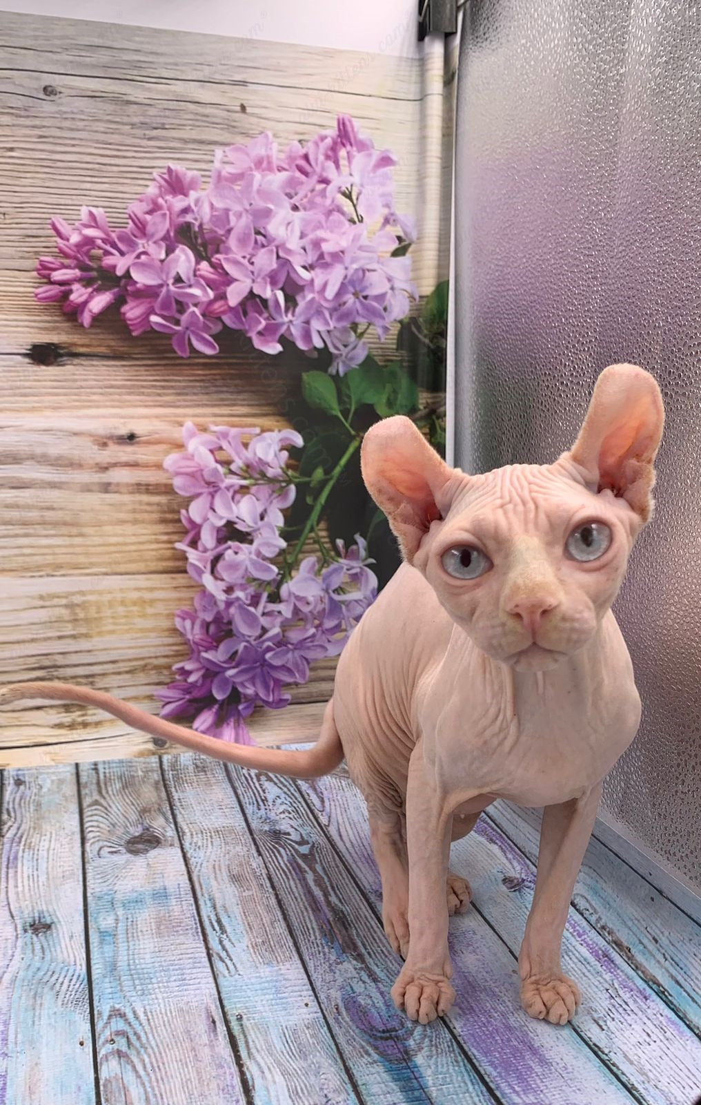 Elf Kitten Name "Ef-007"