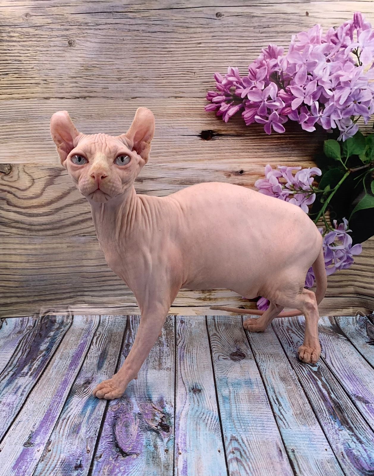 Elf Kitten Name "Ef-007"