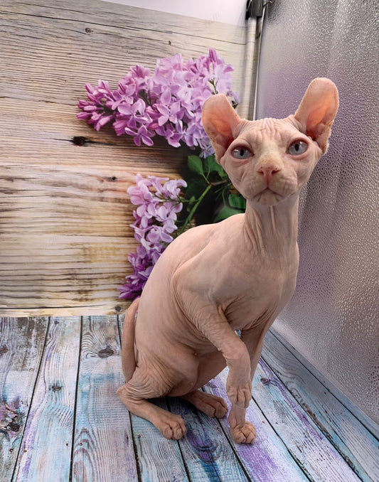 Elf  Kitten Name "Ef-007"