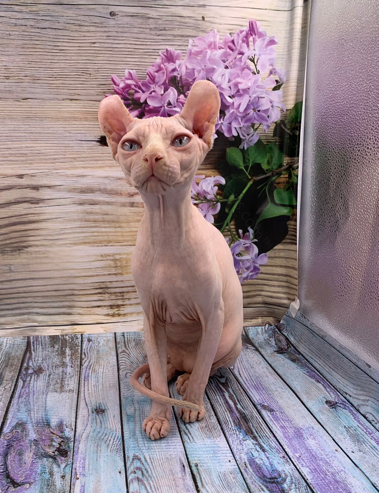 Elf Kitten Name "Ef-007"