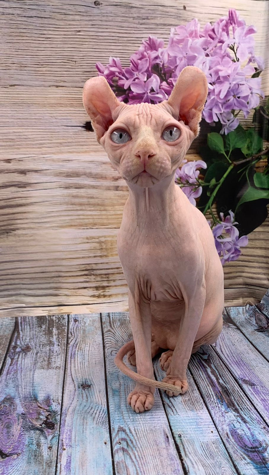 Elf Kitten Name "Ef-007"