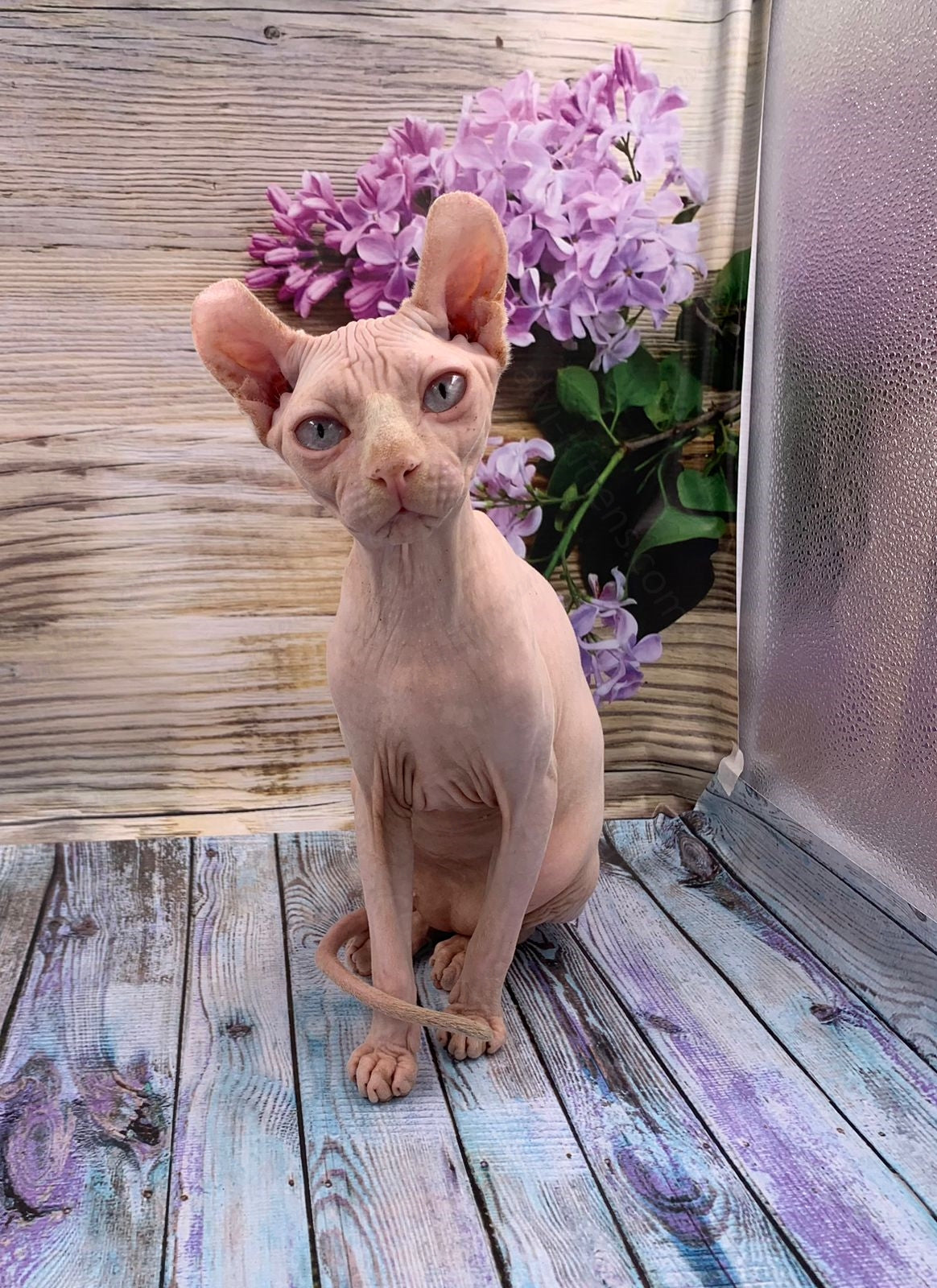 Elf Kitten Name "Ef-007"