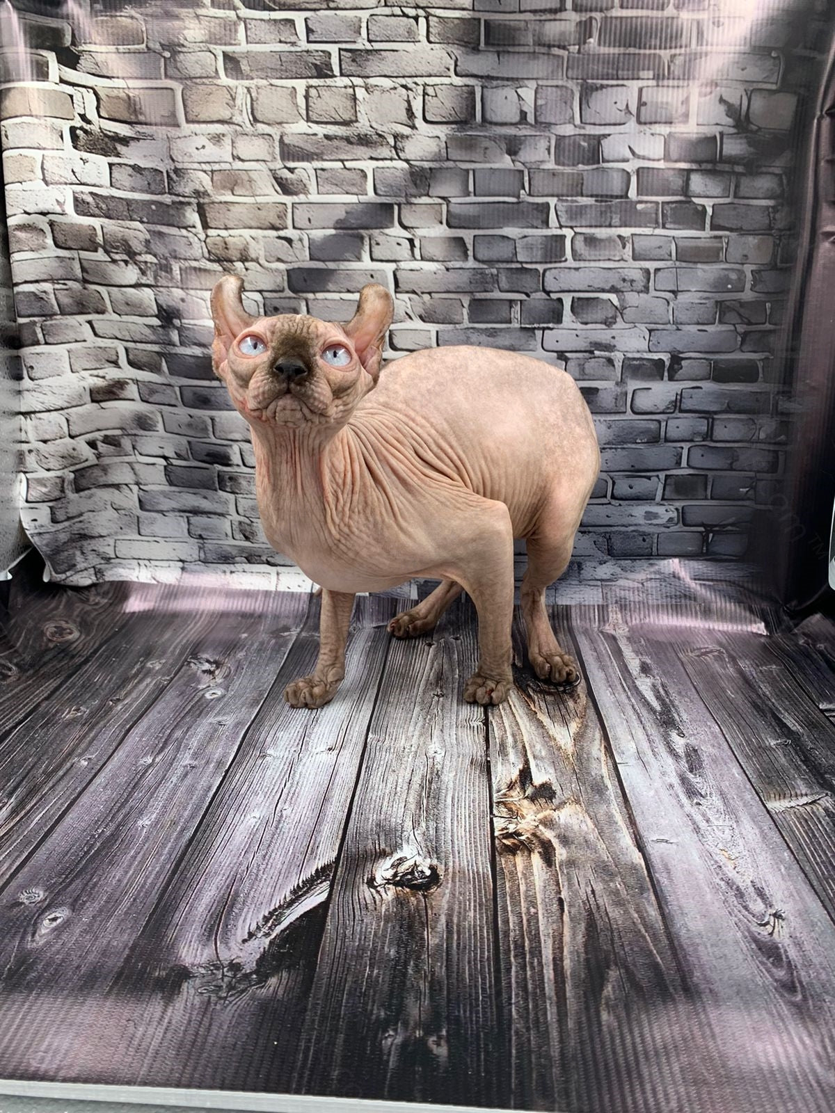 Elf Kitten Name "Ef-008"