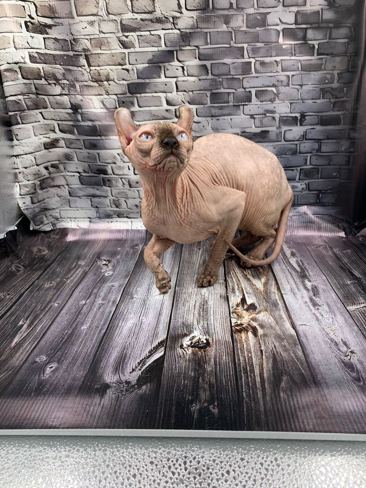 Elf Kitten Name "Ef-008"