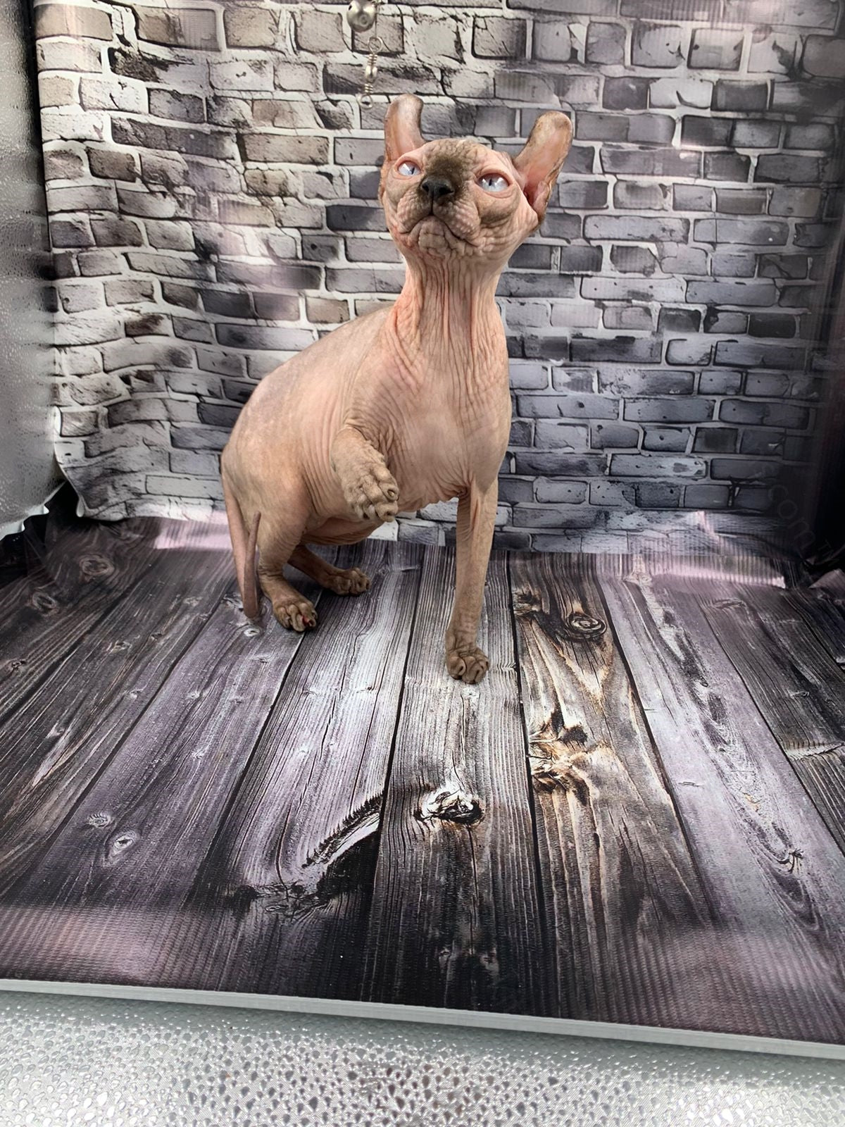 Elf Kitten Name "Ef-008"