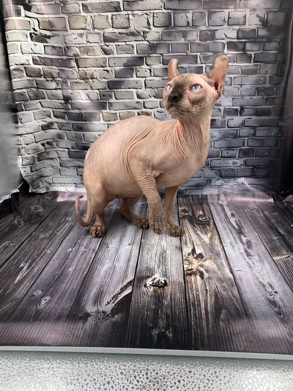 Elf Kitten Name "Ef-008"