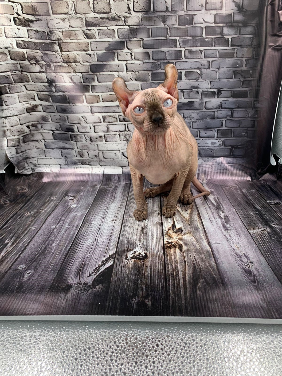 Elf Kitten Name "Ef-008"