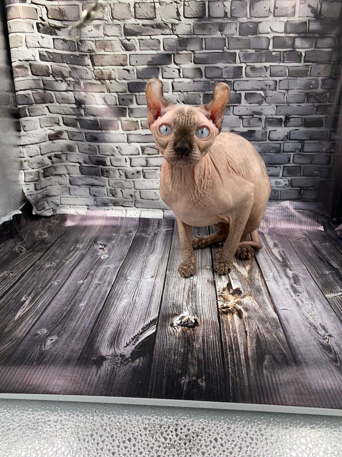 Elf Kitten Name "Ef-008"