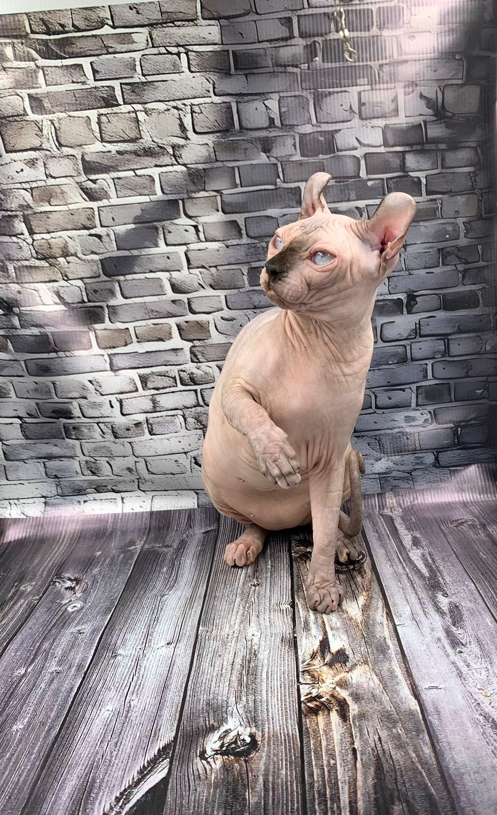 Elf Kitten Name "Ef-009"