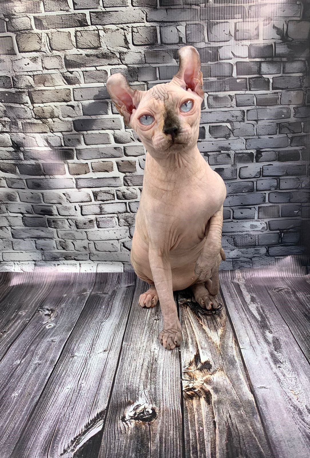 Elf Kitten Name "Ef-009"