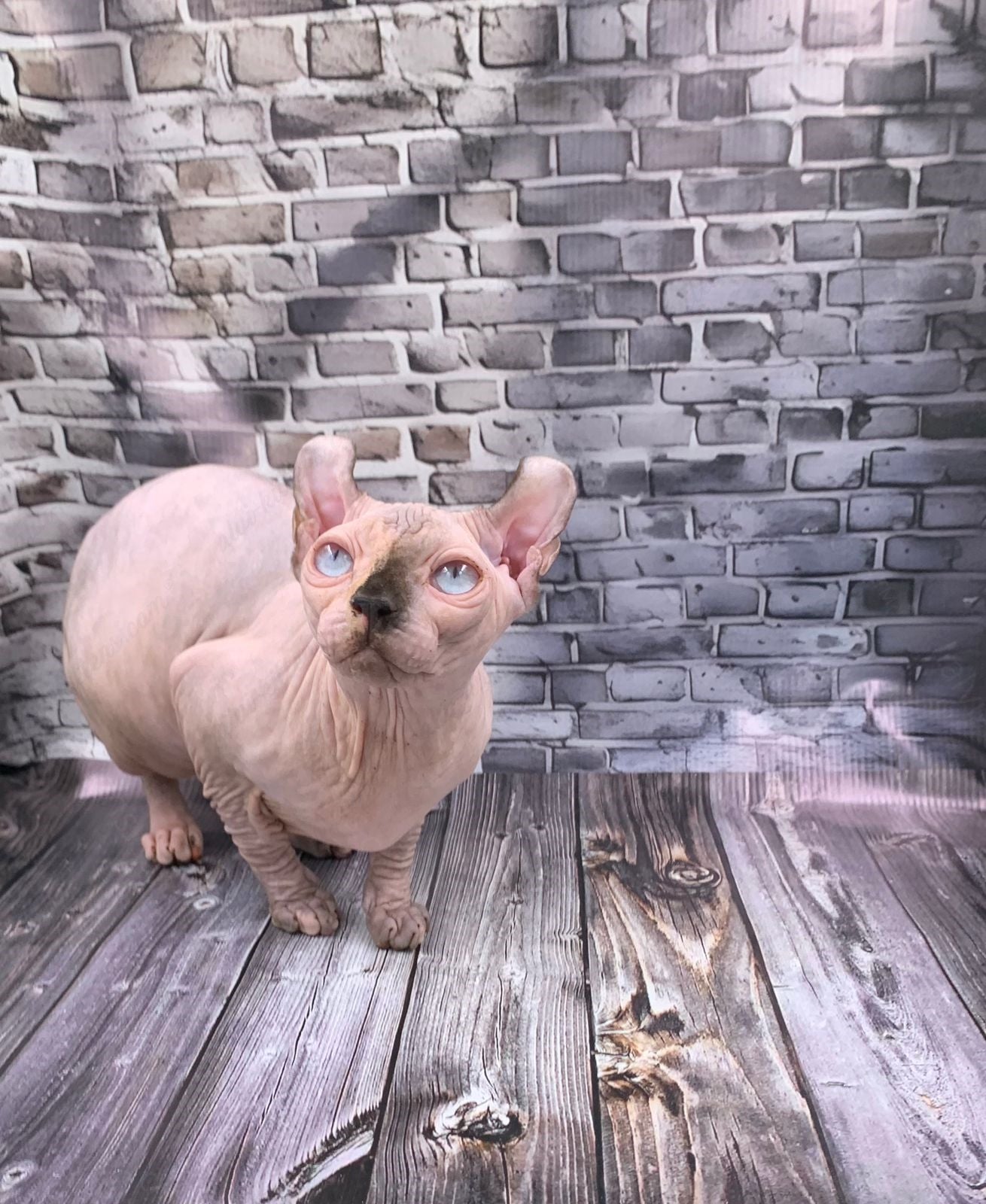 Elf Kitten Name "Ef-009"