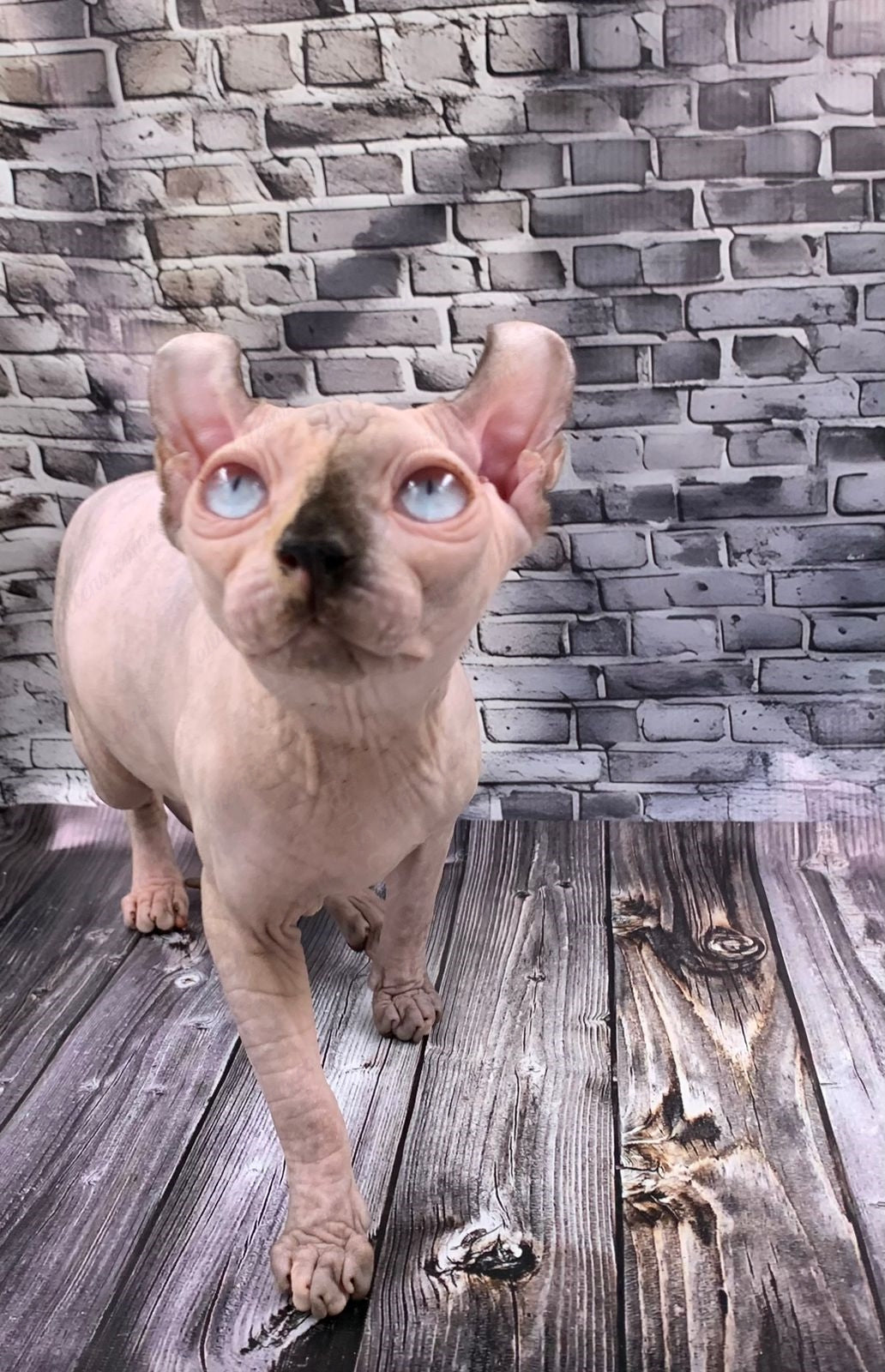 Elf Kitten Name "Ef-009"