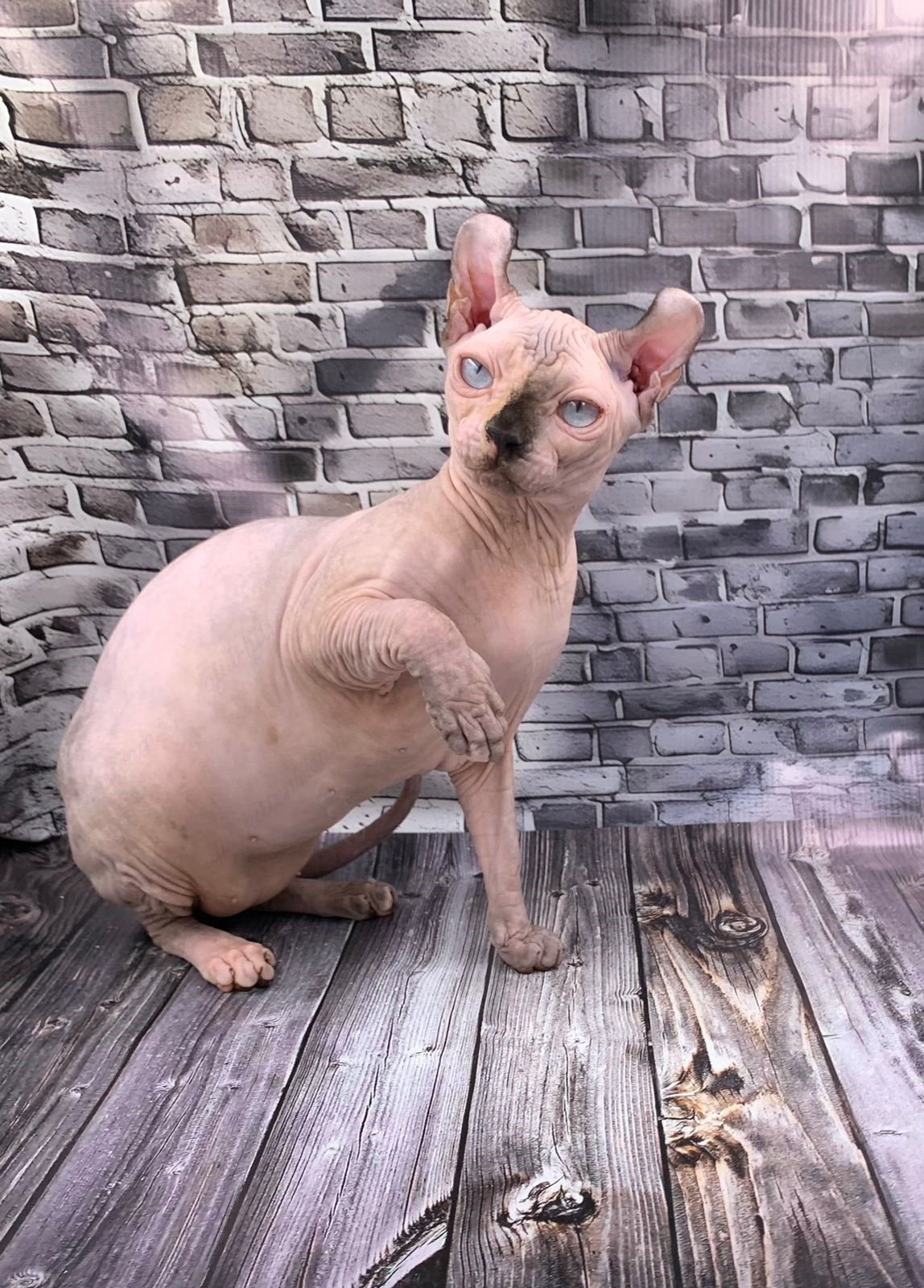 Elf Kitten Name "Ef-009"