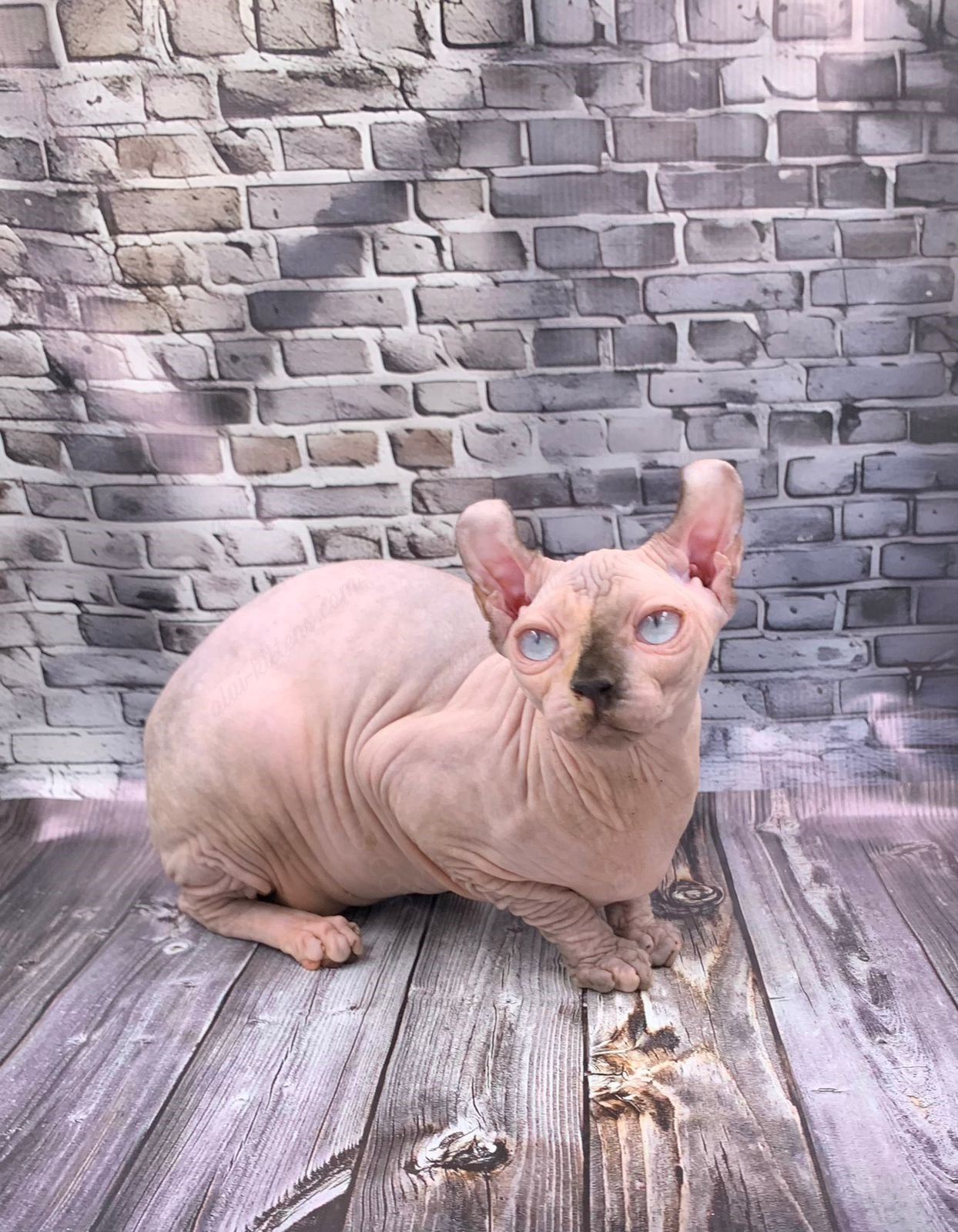 Elf Kitten Name "Ef-009"