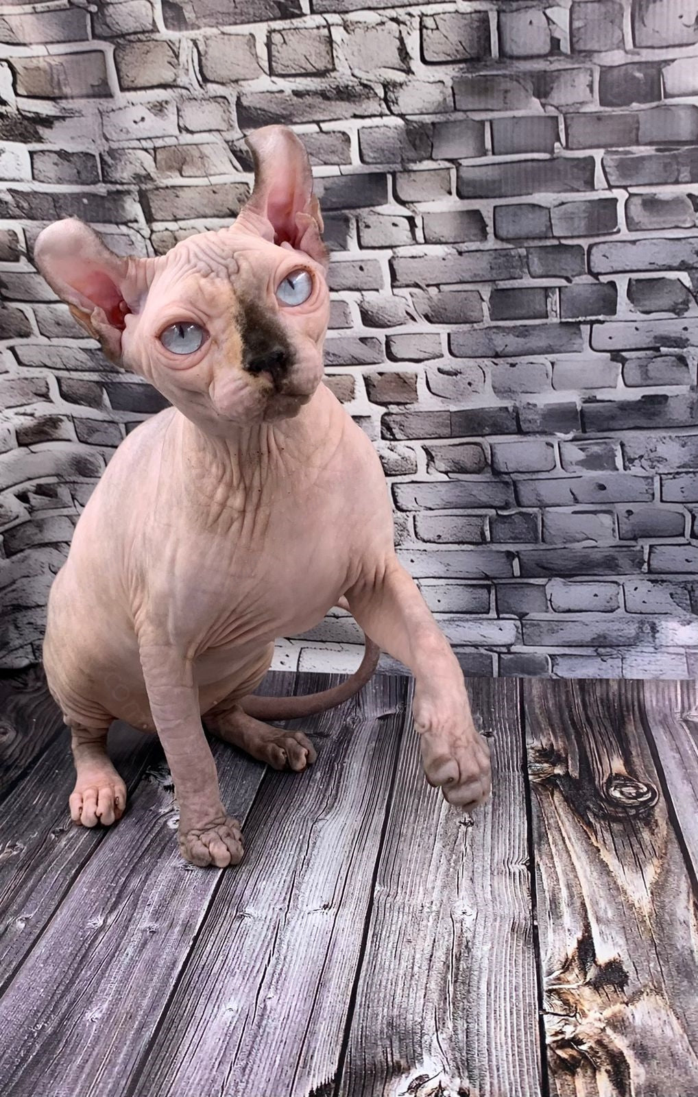 Elf Kitten Name "Ef-009"
