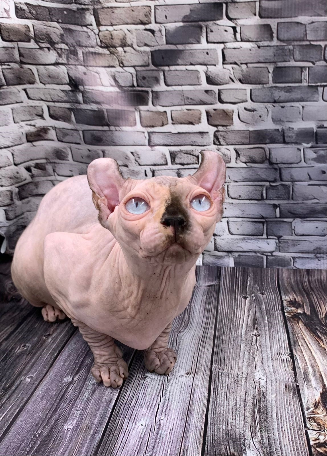 Elf Kitten Name "Ef-009"