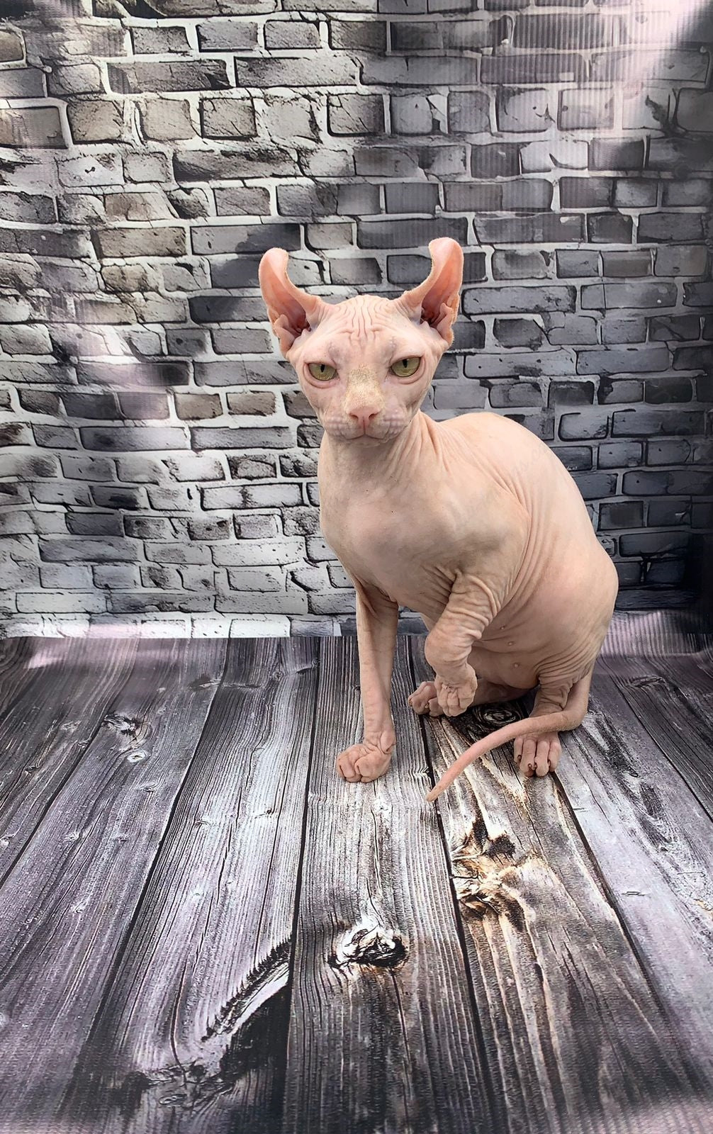 Elf Kitten Name "Ef-010"