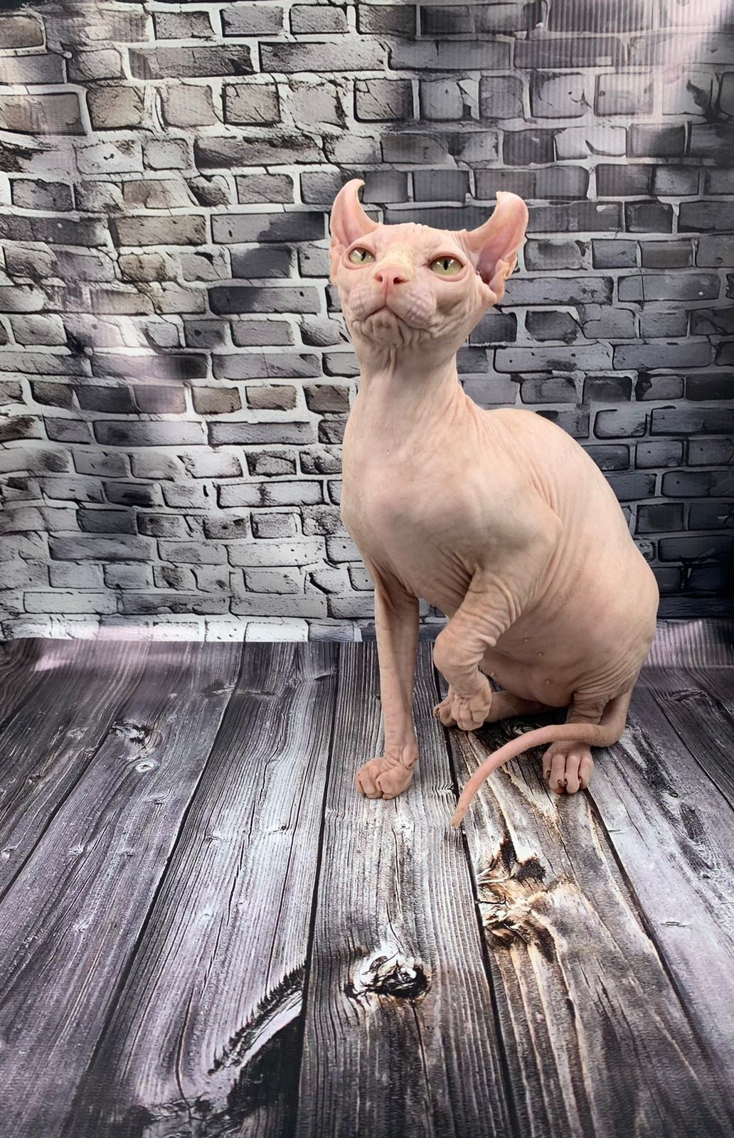 Elf Kitten Name "Ef-010"
